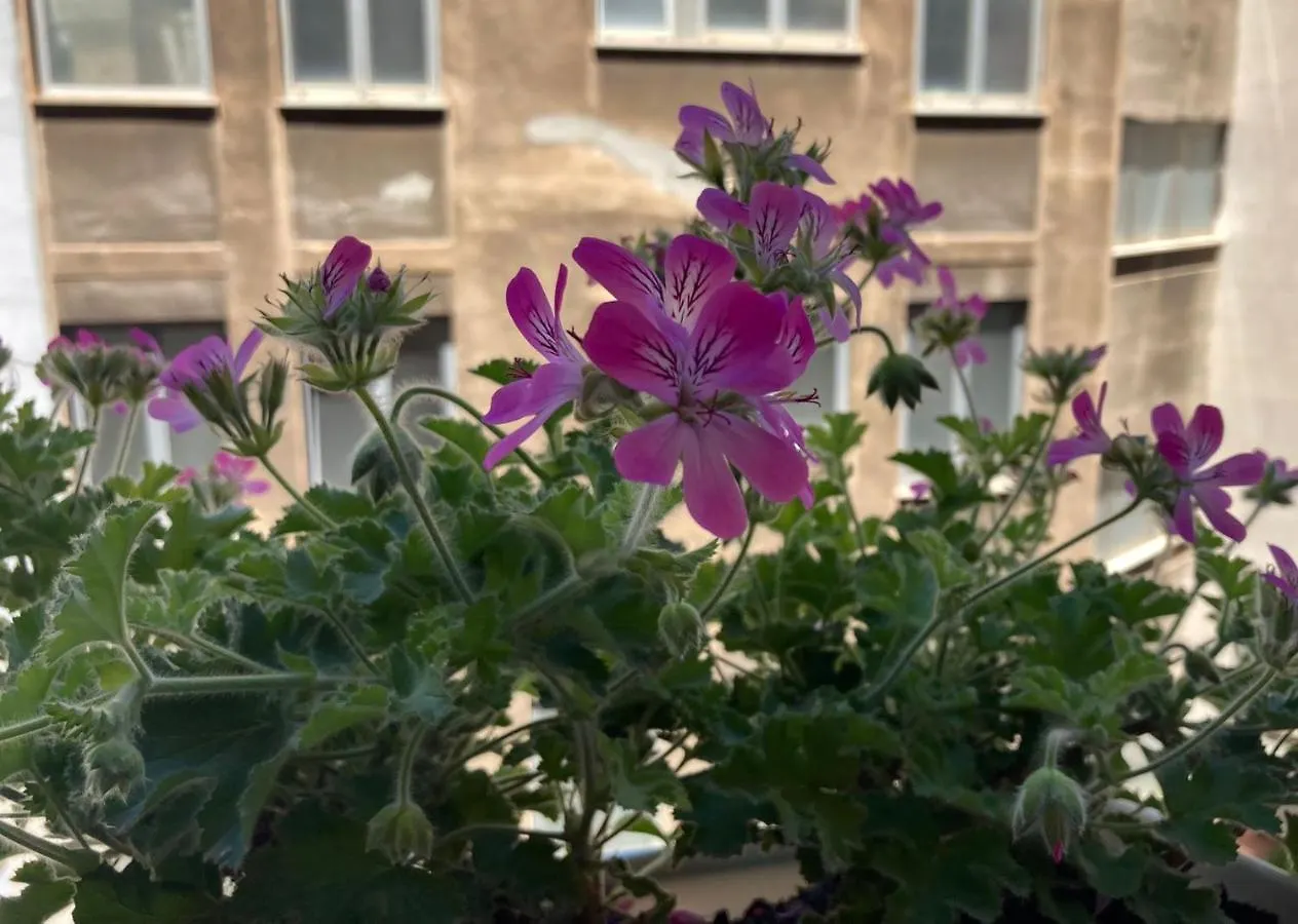 Guest house I Mori - Luxury Rooms Syracuse